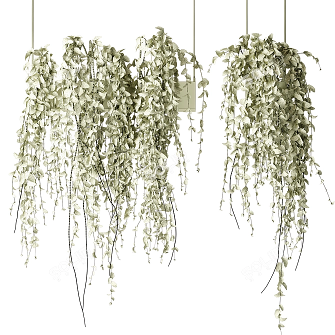 Elegant Hanging Plants Collection 3D model image 3