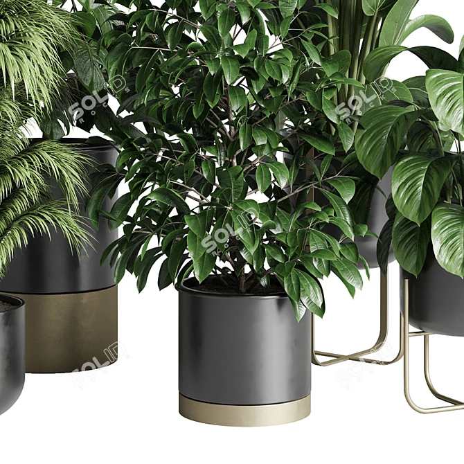 Modern Indoor Plant Collection Export 3D model image 5