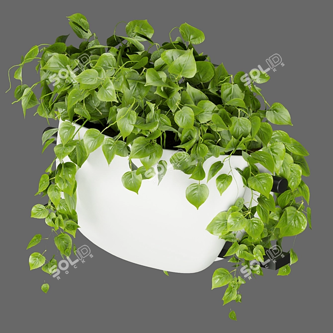 Pothos Hanging Plant Collection 3D model image 4