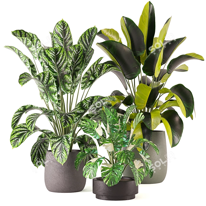 Indoor Plants Set 339: 3D Models 3D model image 1