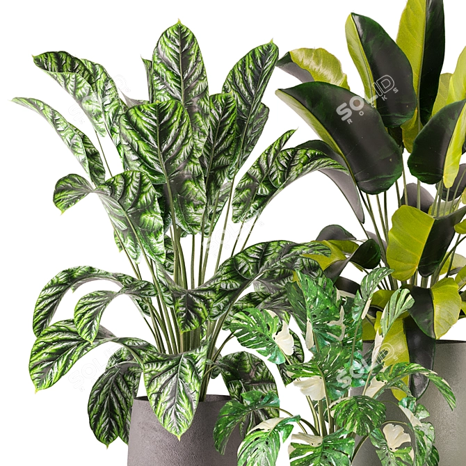 Indoor Plants Set 339: 3D Models 3D model image 3