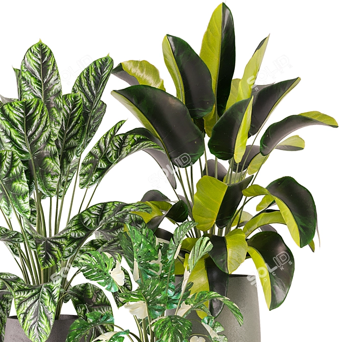 Indoor Plants Set 339: 3D Models 3D model image 4