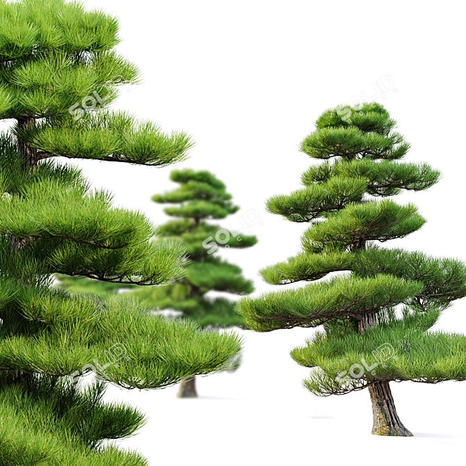 Manchurian Red Pine 3D Model 3D model image 3