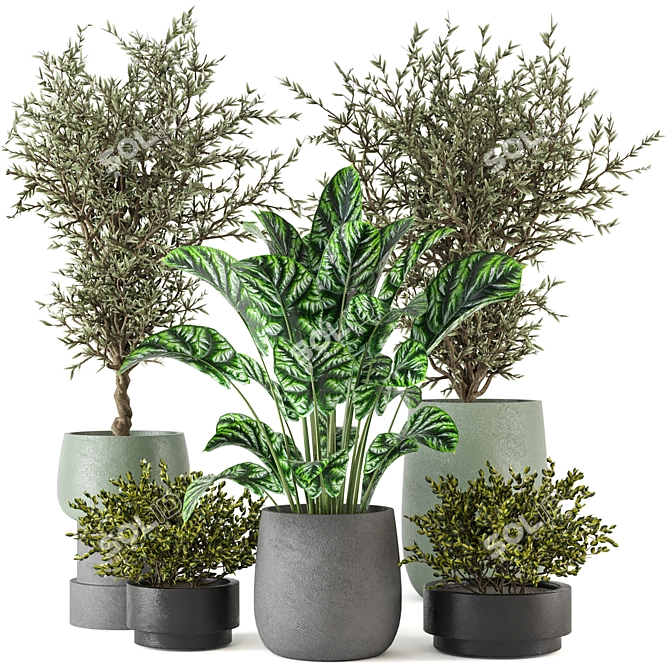 Max+Obj Indoor Plants Collection Set 3D model image 1