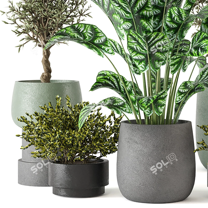 Max+Obj Indoor Plants Collection Set 3D model image 2