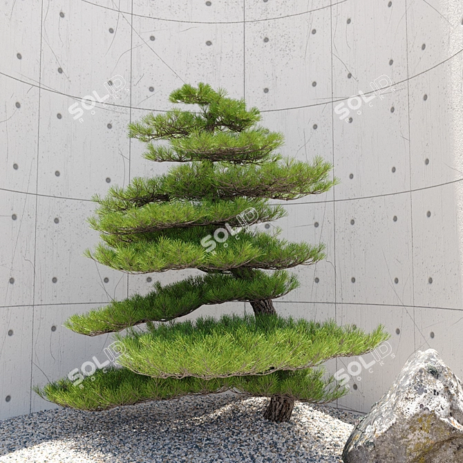 Red Pine Bonsai Tree Model 3D model image 2