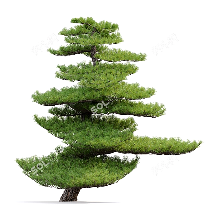 Red Pine Bonsai Tree Model 3D model image 3