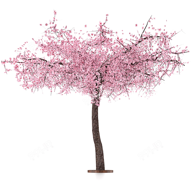 Sakura Tree 3000mm Height 3D model image 2