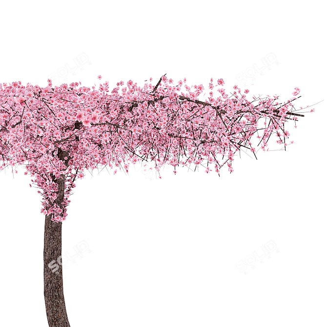 Sakura Tree 3000mm Height 3D model image 3