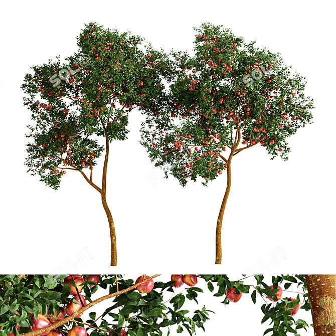 Fruit Tree Models Bundle Kit 3D model image 1