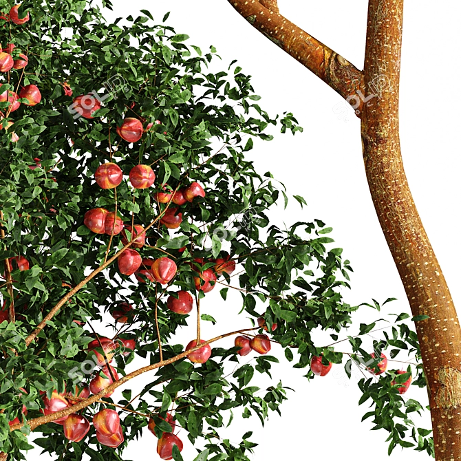 Fruit Tree Models Bundle Kit 3D model image 2