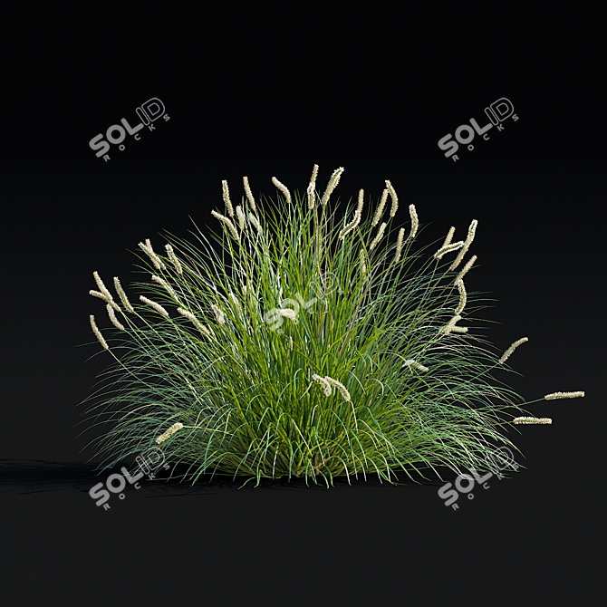 Autumnal Sesleria Decorative Grasses 3D model image 4