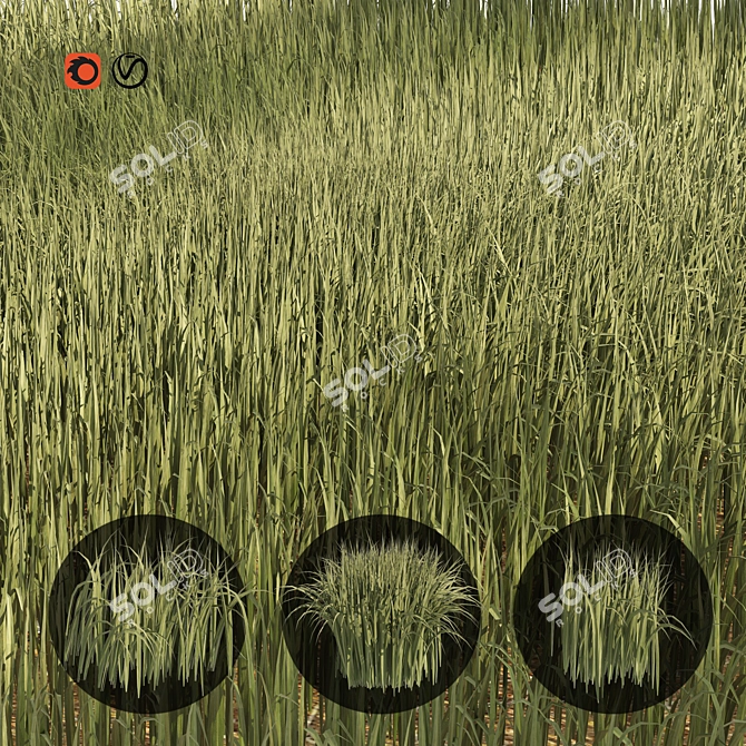 Detailed 3D High Ryegrass Model 3D model image 1