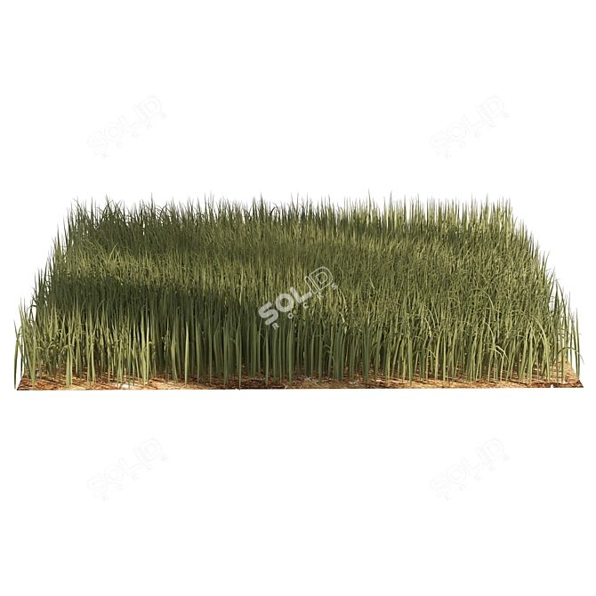 Detailed 3D High Ryegrass Model 3D model image 2