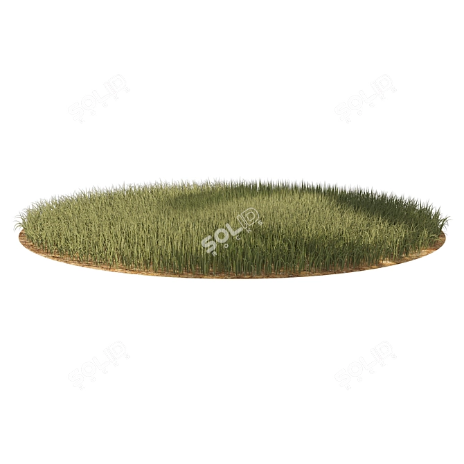 Detailed 3D High Ryegrass Model 3D model image 3