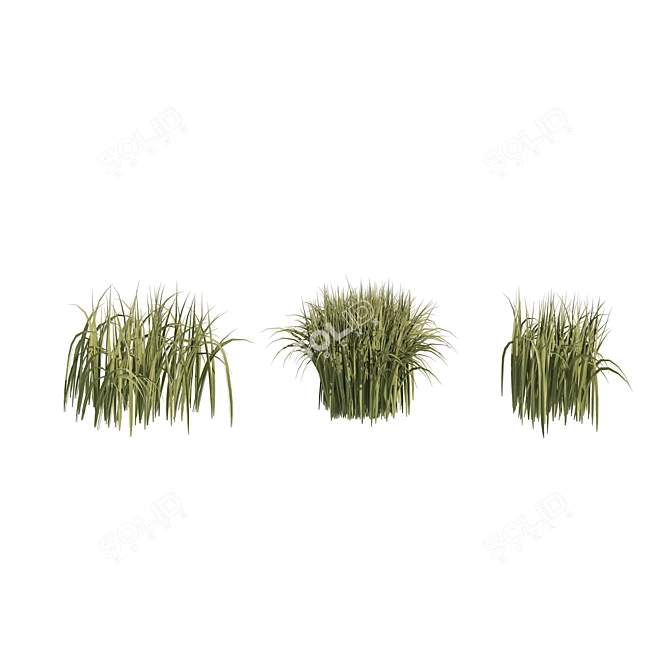 Detailed 3D High Ryegrass Model 3D model image 4