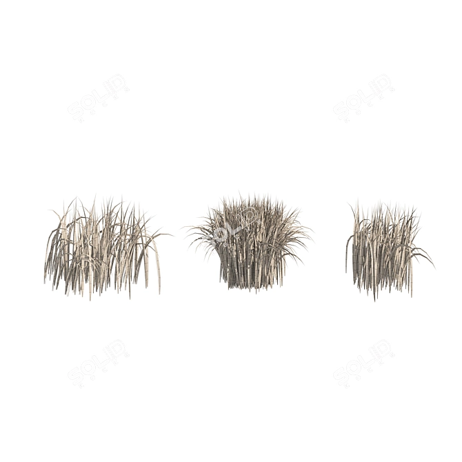 Detailed 3D High Ryegrass Model 3D model image 5