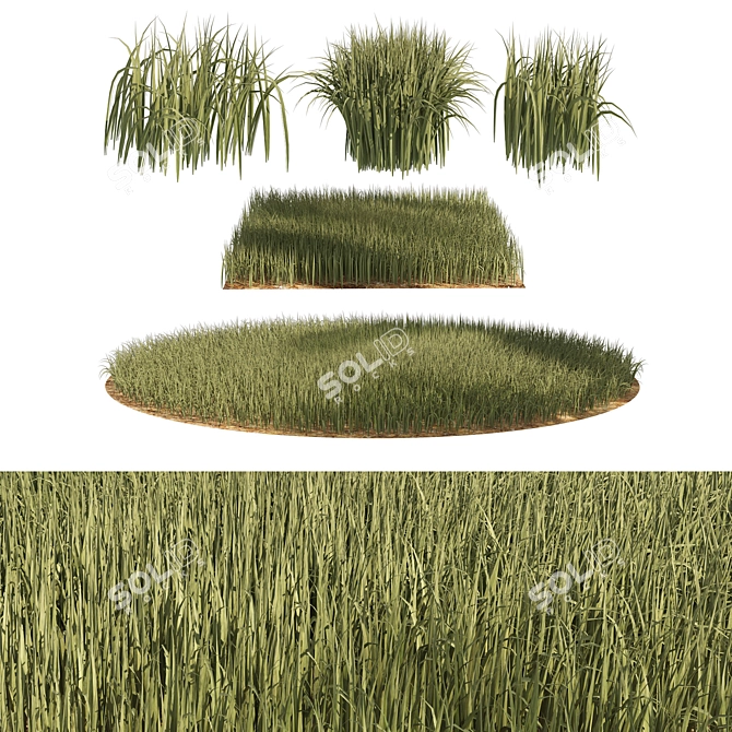 Detailed 3D High Ryegrass Model 3D model image 6