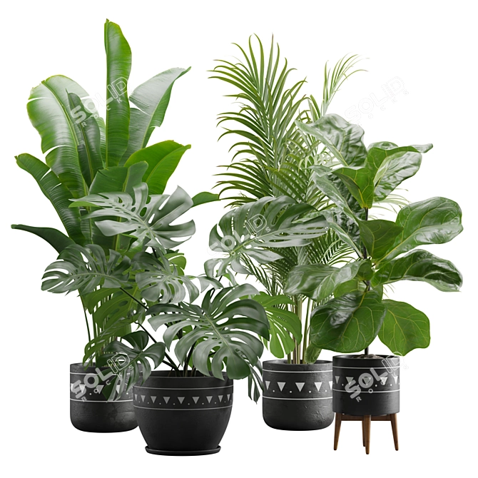 Exotic Indoor Plants Pack 17 3D model image 1