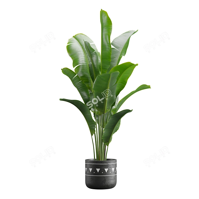 Exotic Indoor Plants Pack 17 3D model image 6