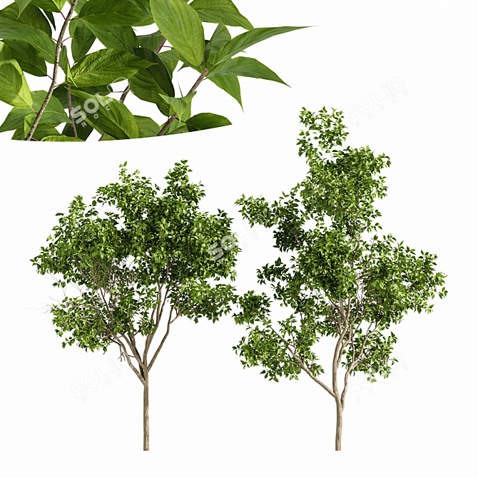 Serotina Tree 3D Model Collection 3D model image 1