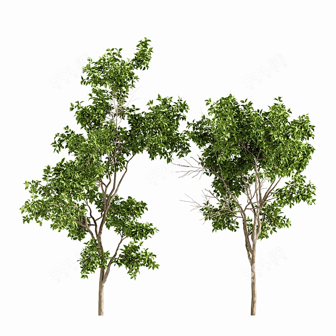 Serotina Tree 3D Model Collection 3D model image 2