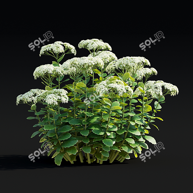 Sedum Spectabile Stardust Set 3D model image 2