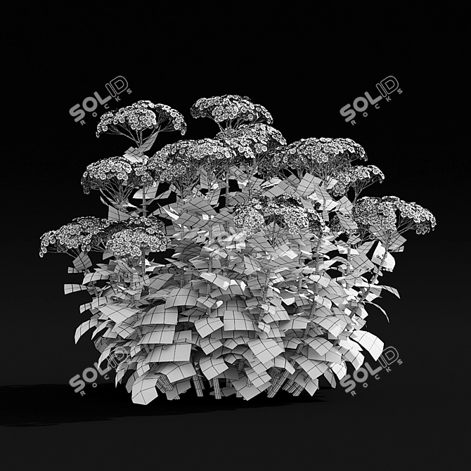Sedum Spectabile Stardust Set 3D model image 3