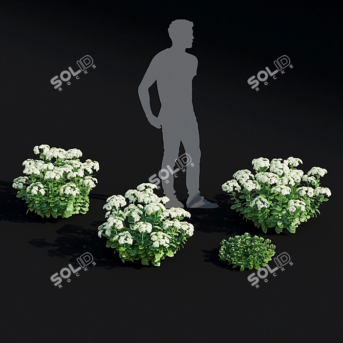 Sedum Spectabile Stardust Set 3D model image 4