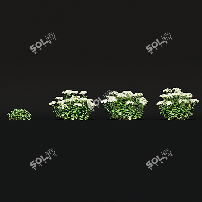 Sedum Spectabile Stardust Set 3D model image 5