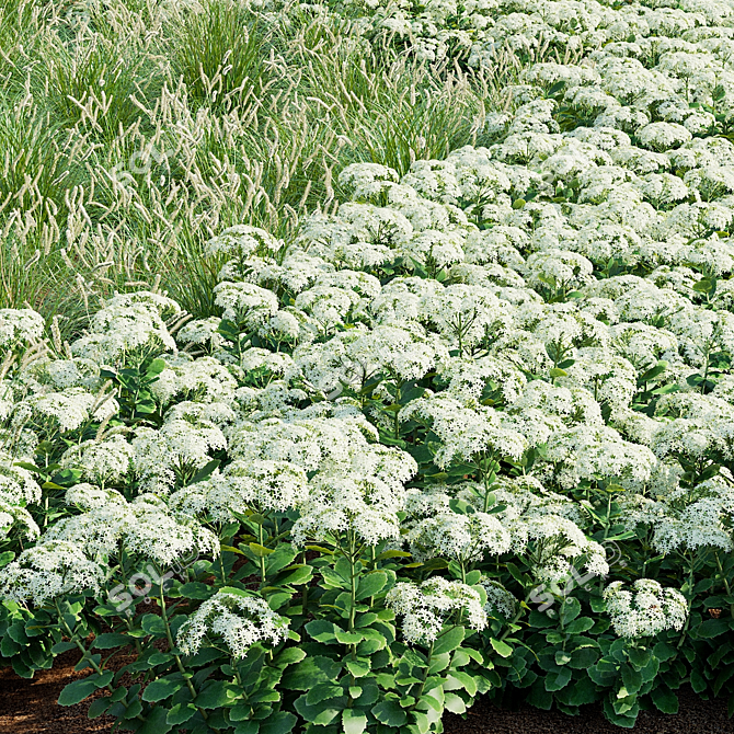 Sedum Spectabile Stardust Set 3D model image 6