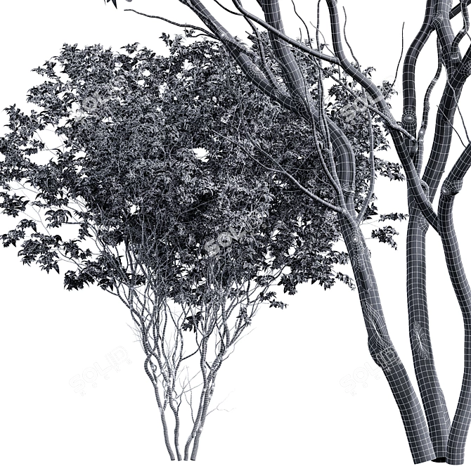 Premium High Detail Amelanchier Tree 3D model image 3