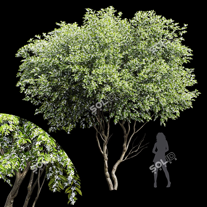 Amelanchier Lamarckii Tree 3D Model 3D model image 1