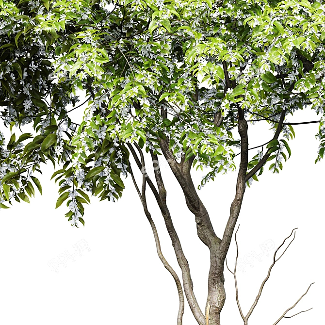 Amelanchier Lamarckii Tree 3D Model 3D model image 2