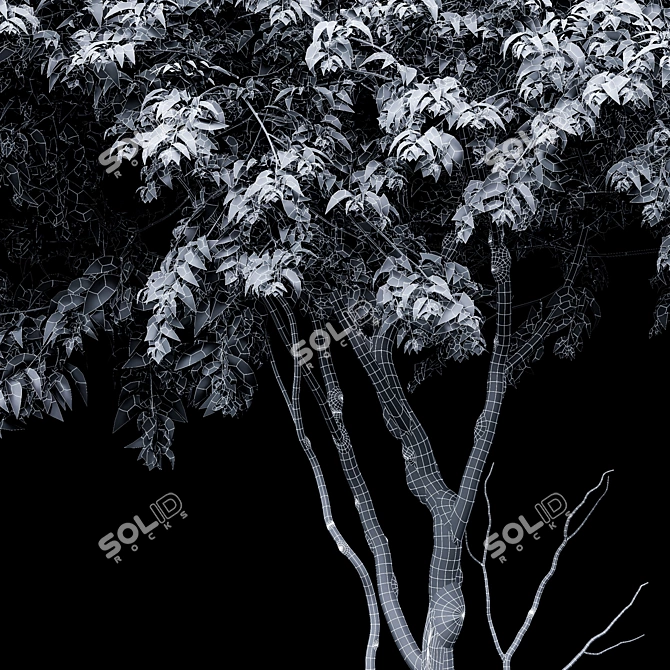 Amelanchier Lamarckii Tree 3D Model 3D model image 3