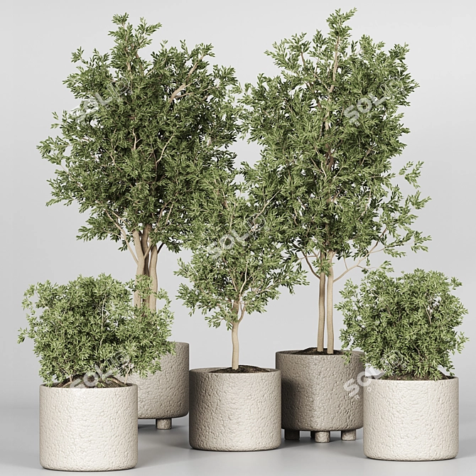 Indoor Plant Collection 3D Model 3D model image 1