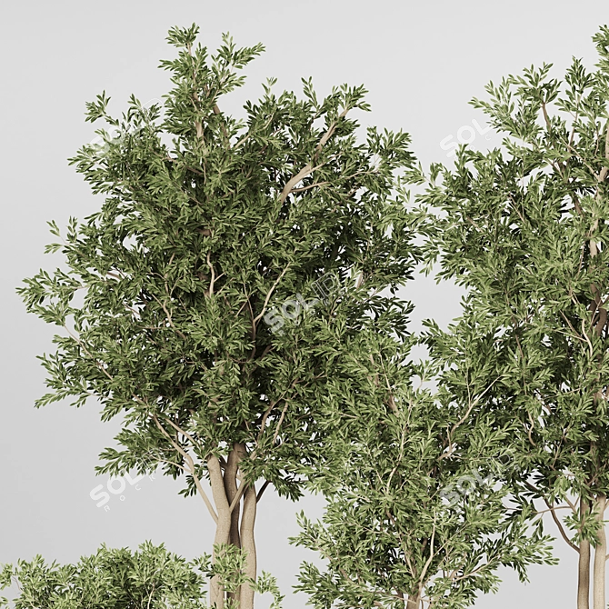 Indoor Plant Collection 3D Model 3D model image 3