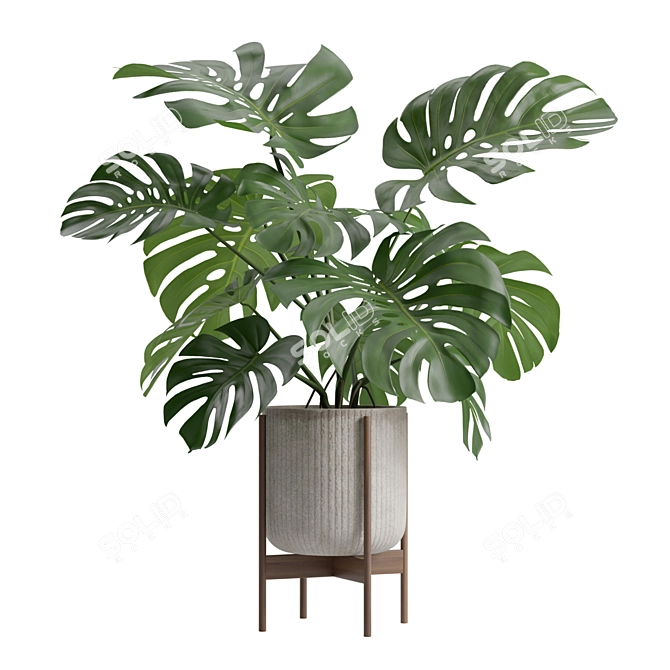 Tropical Monstera Houseplant Deluxe 3D model image 1