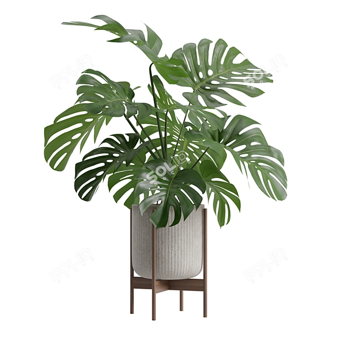 Tropical Monstera Houseplant Deluxe 3D model image 4