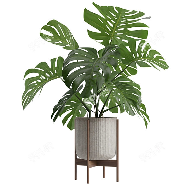 Tropical Monstera Houseplant Deluxe 3D model image 5