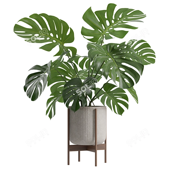 Tropical Monstera Houseplant Deluxe 3D model image 6