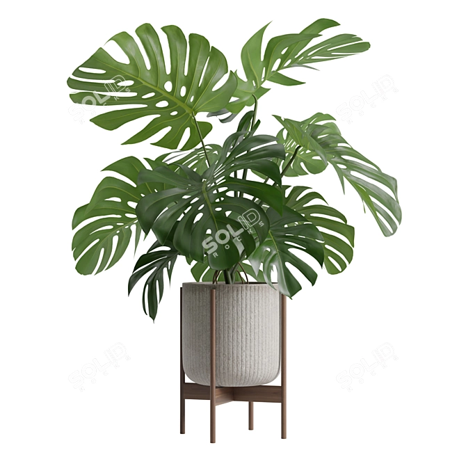 Tropical Monstera Houseplant Deluxe 3D model image 7