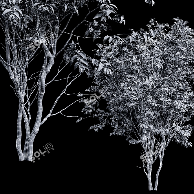 Detailed Amelanchier Lamarckii Tree Model 3D model image 3