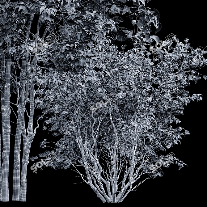 Premium Amelanchier Lamarckii Bush 3D Model 3D model image 3