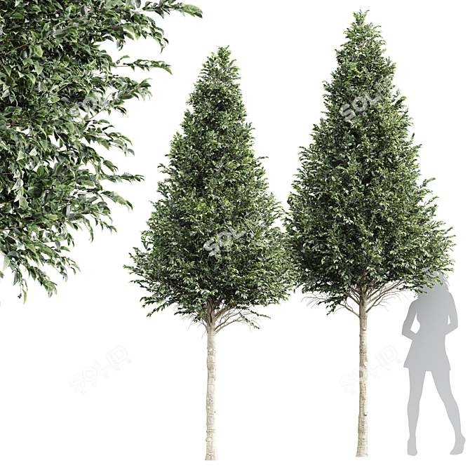 Detailed Carpinus Betulus Tree Model 3D model image 1