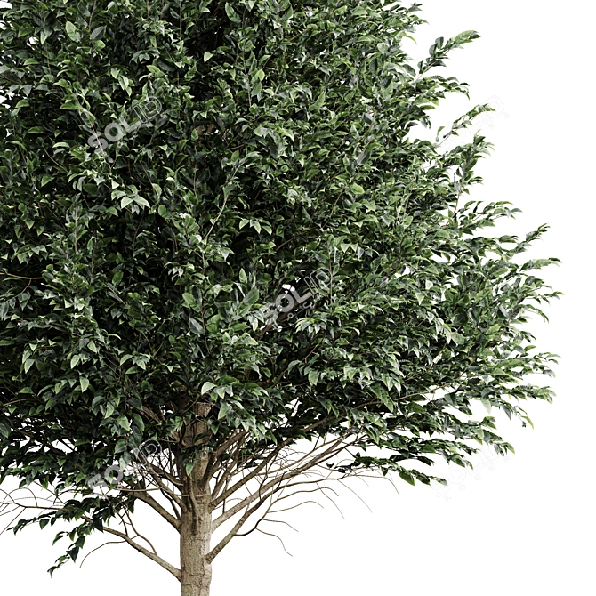 Detailed Carpinus Betulus Tree Model 3D model image 2