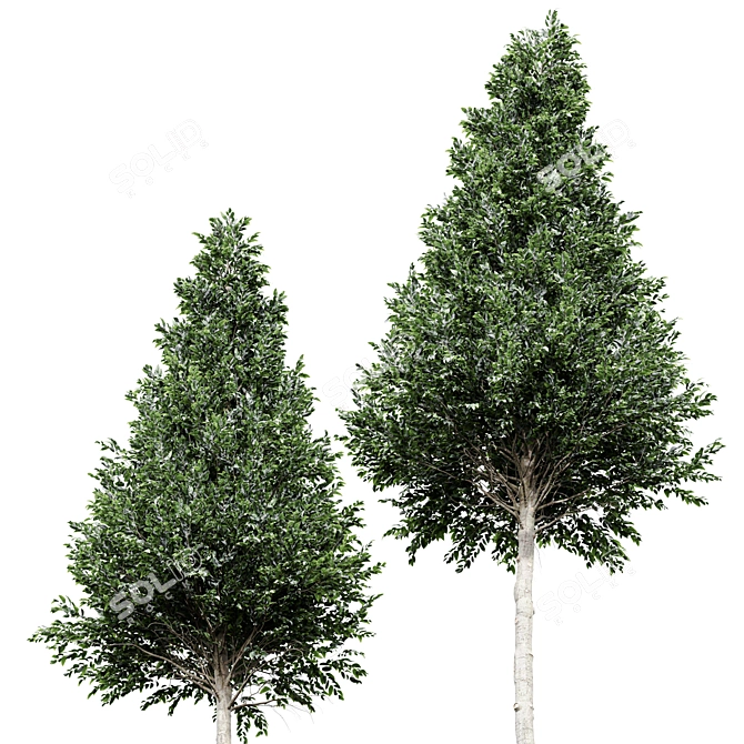 Detailed Carpinus Betulus Tree Model 3D model image 3