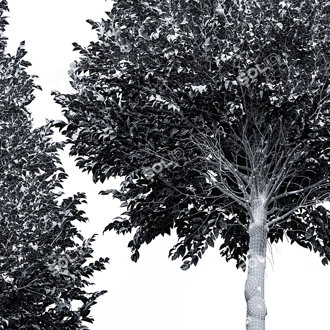 Detailed Carpinus Betulus Tree Model 3D model image 4