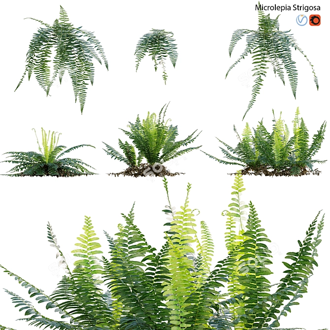Fern 3D Models Bundle Pack 3D model image 1