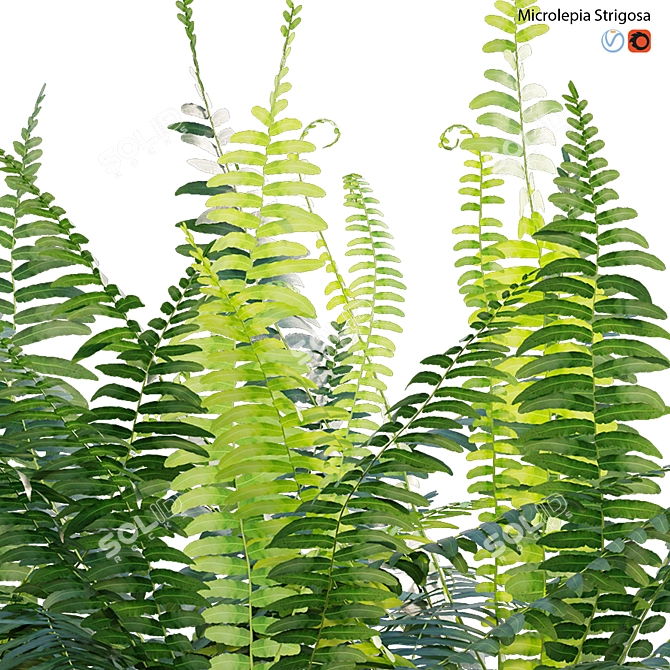 Fern 3D Models Bundle Pack 3D model image 2